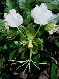 Image result for Cadaba