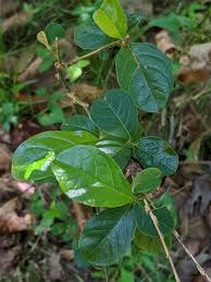 Image result for Petiveriaceae