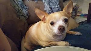 To see full listing and details visit petharbor.com. Adopt Taquito On Petfinder Chihuahua Pets Dog Adoption