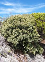 Image result for Phylica