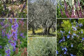Amenager Les Abords D Une Piscine En 5 Ambiances Promesse De Fleurs