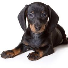 621 n brindlee mountain pkwy arab, al 35016. Dachshund Breed Information Characteristics Heath Problems Dogzone Com