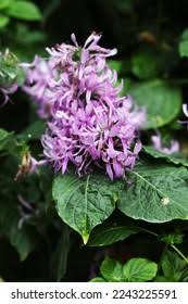 Image result for Hypoestes aristata