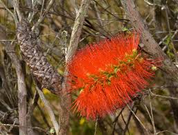 Image result for Melaleuca lateritia