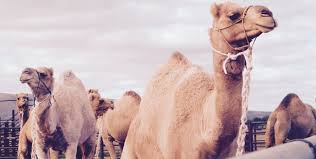 A new infographic from fixr.com , a cost estimating site, reveals that the answer differs by country. Camels For Sale Learn About Camels And Become A Camel Owner