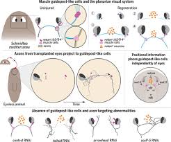 Like other cells, each neuron has a cell body (or soma) that contains a nucleus, smooth and rough endoplasmic reticulum, golgi apparatus, mitochondria, and other cellular components. Muscle And Neuronal Guidepost Like Cells Facilitate Planarian Visual System Regeneration Science