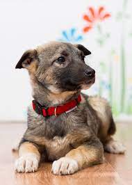 No messy straps and pads to deal with. Choosing The Best Puppy Collars For Different Breeds And Sizes
