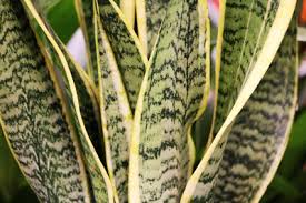 Sansevieria Trifasciata Pflege Tipps Und Vermehrung Gartendialog De