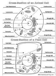 You need to download the sheets such as animal cell coloring answers and plant cell which you can download the existence of these organelles is one of the distinguishing features of animals. Comparing Plant And Animal Cells Worksheet Worksheet List