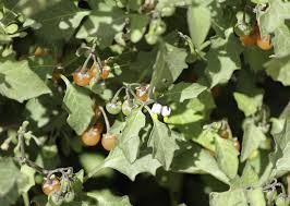 Image result for Solanum villosum