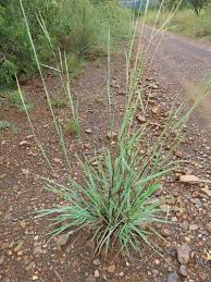 Image result for Diheteropogon filifolius