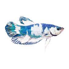 #bettablr #koi betta #marble betta #metallic betta #i didn't want a dragonscale before because of the growths and blindness that can happen #i didn't want a koi either i just saw her and had to have her. Male Blue Marble Bettas For Sale Order Online Petco