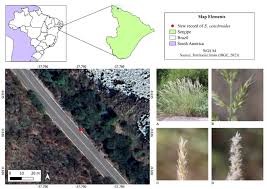 Image result for Enneapogon cenchroides