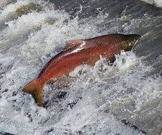 Chinook Salmon Oncorhynchus Tshawytscha Tropical Fish Underwater Sea Life Wallpaper Salmon Run Fish Salmon Fishing