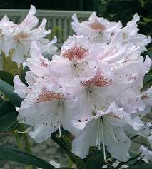 Rhododendron Cunningham S White Rhododendron Outdoor Plants Indoor Outdoor Plants
