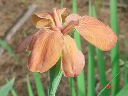 Image result for Lannea fulva