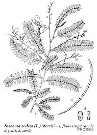 Image result for Sesbania sesban
