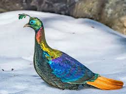 Quick way to learn sanskrit online. Exotic Birds Found In The Indian Himalayas Nativeplanet