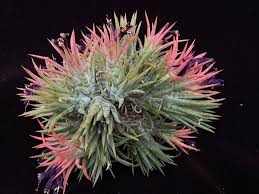 Image result for Gleichenia elongata