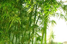 Bamboo is one of the most exploited plants on the planet because its cultivation doesn't require too much effort. Beautiful Bamboo Wall Murals Online Photowall