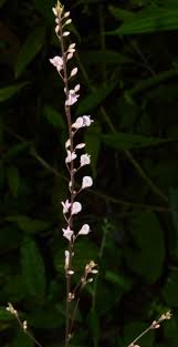 Image result for Hylodesmum repandum