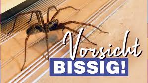 Image result for große winkelspinne biss haut reaktion