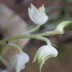 Image result for Polystachya laurentii