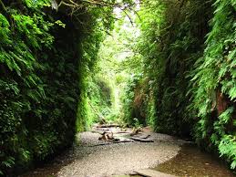 We did not find results for: Fern Canyon Gold Bluffs Beach California Picture Of Fern Canyon Orick Tripadvisor