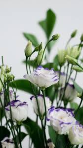 For unlisted or cell phone numbers, learn the most likely city, service provider, time zone, and a map of the telephone number. Flowers Beautiful Wallpapers Simple Wallpapers Tom And Jerry Wallpapers