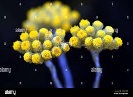 Image result for Helichrysum stenopterum