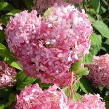 Image result for Hydrangea arborescens Pink Anabelle