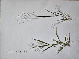 Image result for Panicum adenophorum