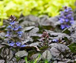 Image result for Thunbergia graminifolia