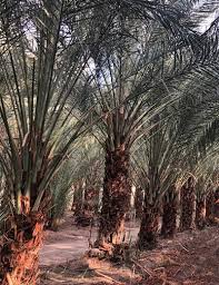Palm trees found in california include the california fan palm, blue hesper palm and the date palm. Deglet Date Palms For Sale Desert Empire Palms