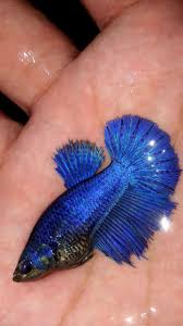 Fwbettashm1536443580 Female Super Blue Betta