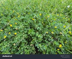 Image result for Medicago polymorpha