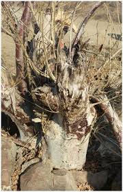 Image result for Agelanthus igneus