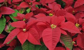 Busca a través de 52137 páginas para colorear, siluetas y tutorial de dibujo. Como Dibujar Flor De Navidad