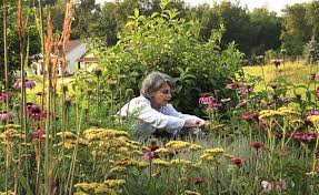 Designing Down To The Roots The Yellow Springs News