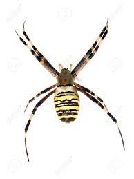 Maybe you would like to learn more about one of these? Gelb Schwarze Spinne Auf Weissem Hintergrund Isoliert Lizenzfreie Fotos Bilder Und Stock Fotografie Image 5366145