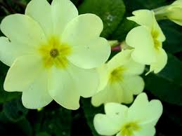 Bu çiçeği kapalı salon çiçeği olarak düşünmemek gerekiyor. Onbiray Bitkisi Yetistirilmesi Sulanmasi Toprak Saksi Degisimi Cogaltilmasi Budanmasi Hakkinda Bilgiler Bitki Bakimi Cicek Bakimi Bitkiler