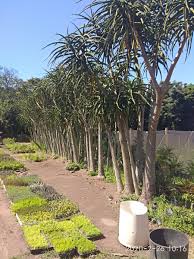 Image result for Aloidendron barberae