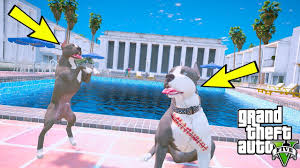 Yavru Pitbull Abisi Kaos Un Olmedigini Ogreniyor Gta 5 Youtube