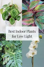 23 Of Our Favorite Low Light Houseplants Easy Care Indoor Plants Low Light Plants Indoor Plants Low Light