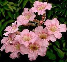 Image result for Podranea brycei