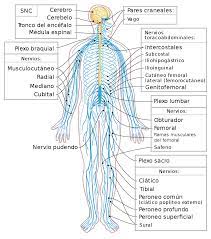 Sistema nervioso autónomo (sna) sistema nervioso funciones del sistema nervioso ● función sensitiva: Sistema Nervioso Humano Wikipedia La Enciclopedia Libre