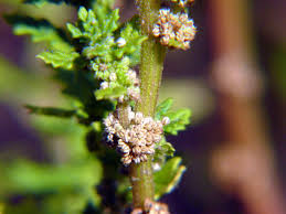 Image result for Dysphania pumilio