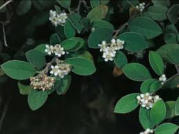 Image result for Cotoneaster