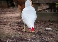 Gallinero Images – Browse 683 Stock Photos, Vectors, and ...