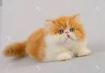 Longhair Cat Breeds | Britannica